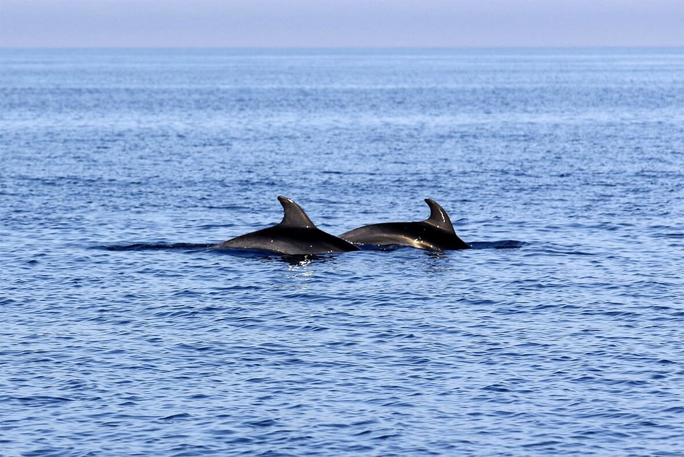Can You See Dolphins on a Boat Tour in Kotor?